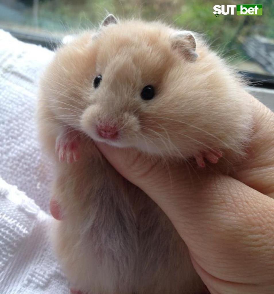 Tombik bir hamster :)
#animals #AnimalsInChurchesHour #animalsinheat #hayvanlar #hayvansevgisi #beykozüniversitesi
