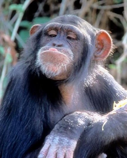 Retweet if you think the one on the right would do a better job as Prime Minister.
#ResignNow