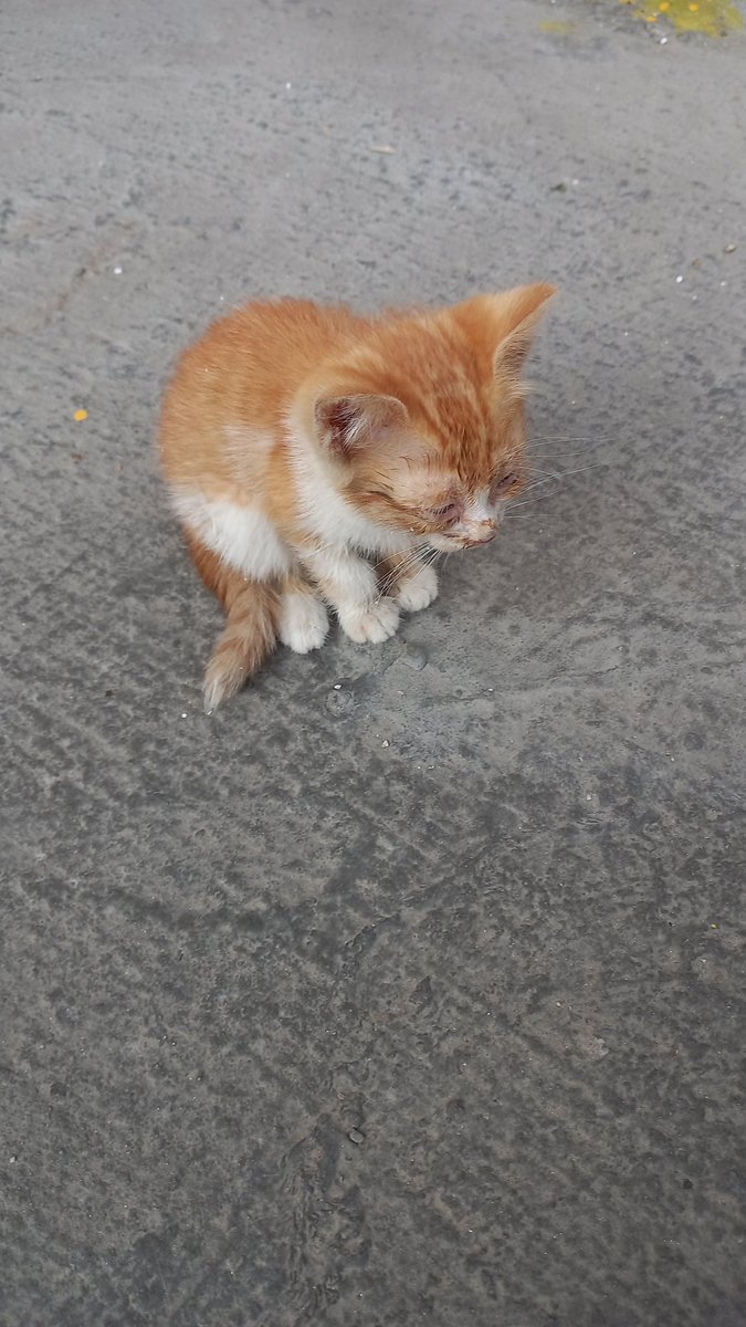 Merhaba yavru çok küçük şuan kaldığı yerde uzun süreli kalma gibi bir durumu yok, acil max 3-4 hafta önce doğum yapmış süt anne yada geçici yuva arıyoruz. Rt atarsanız sevinirim