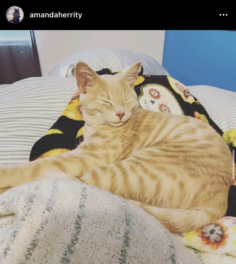 mandamay91's tweet photo. @SlenderSherbet @Shickman50 Here’s Soul. My mom @Shickman50 sent them into you. https://t.co/nA57ETLBwT