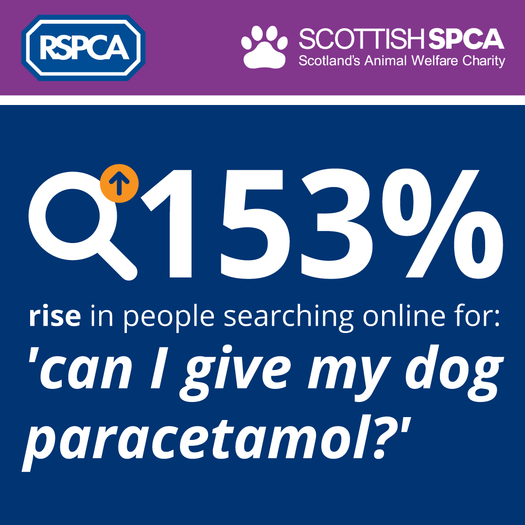 Can You Give A Dog Paracetamol