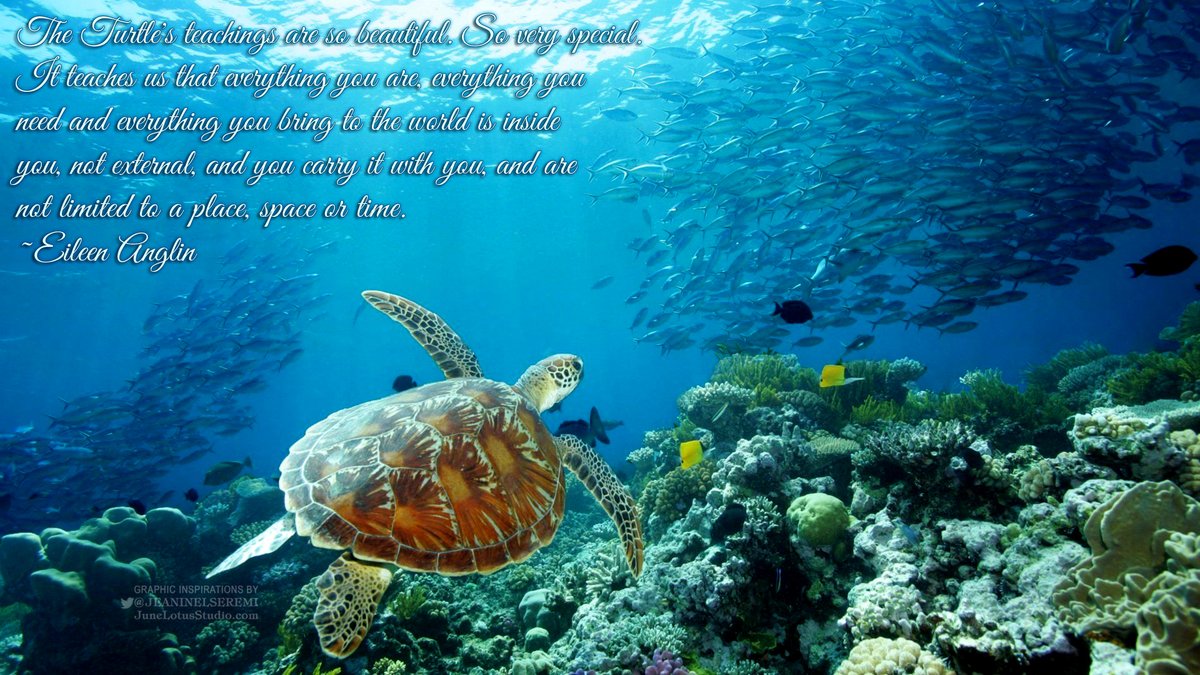 JeanineLSeremi's tweet photo. Hope everyone is enjoying a beautiful day free of limitations of any place, space or time! 😘 #WorldSeaTurtleDay https://t.co/7ax2jJ176I