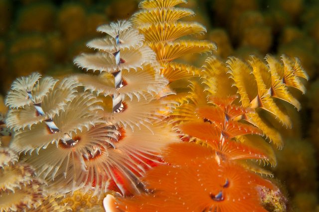 Are you or someone you know an expert on marine invertebrates and interested in conservation? We are forming an <a href="/IUCNssc/">IUCN Species Survival Commission</a> Marine Invertebrates Red List Authority to assess extinction risk in these important creatures! Please retweet and DM me if interested!