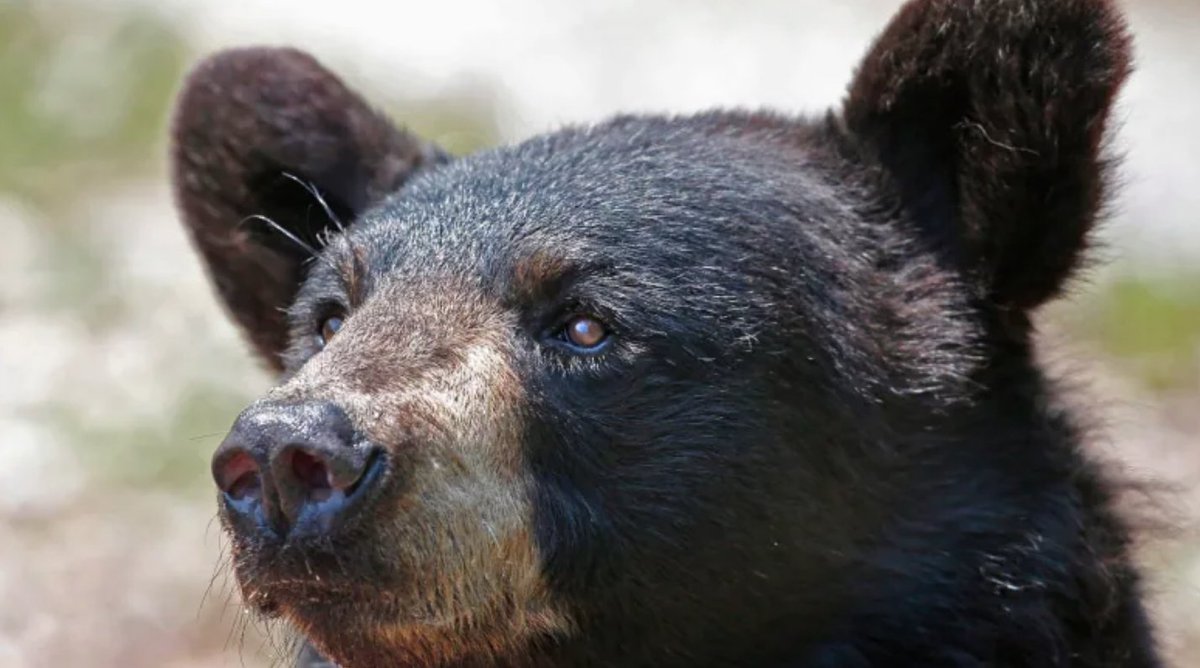 OODMag's tweet photo. Spring bear sightings prompt provincial bear count, @CBCNews writes.
https://t.co/nHt0F9loCC
@ONresources @FishWildlifeON @ofah #Hunting #Fishing #Outdoors #Bear #BlackBear #SpringBear #SpringBearHunt #GTA #Guelph #London https://t.co/P6IPnbtnTF