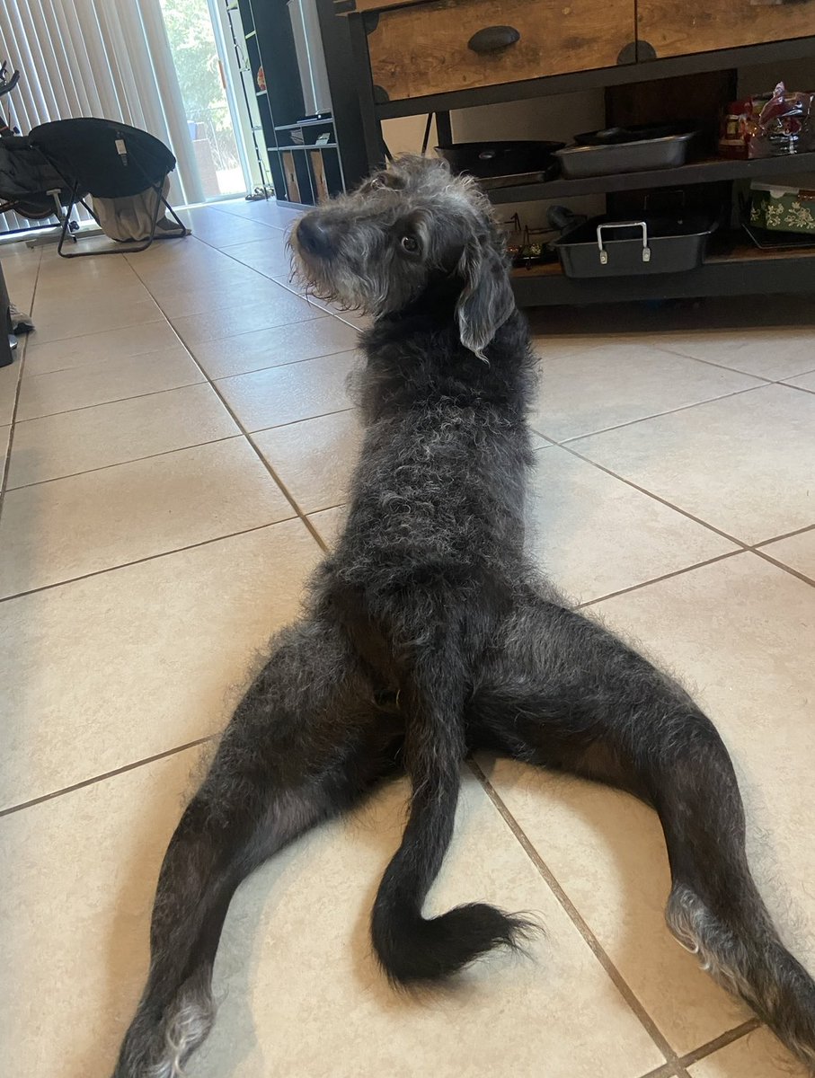 greyeyess33's tweet photo. Y’all… why is he like this!? 🤣🤣🤣 https://t.co/OZ0Y4OUUGZ