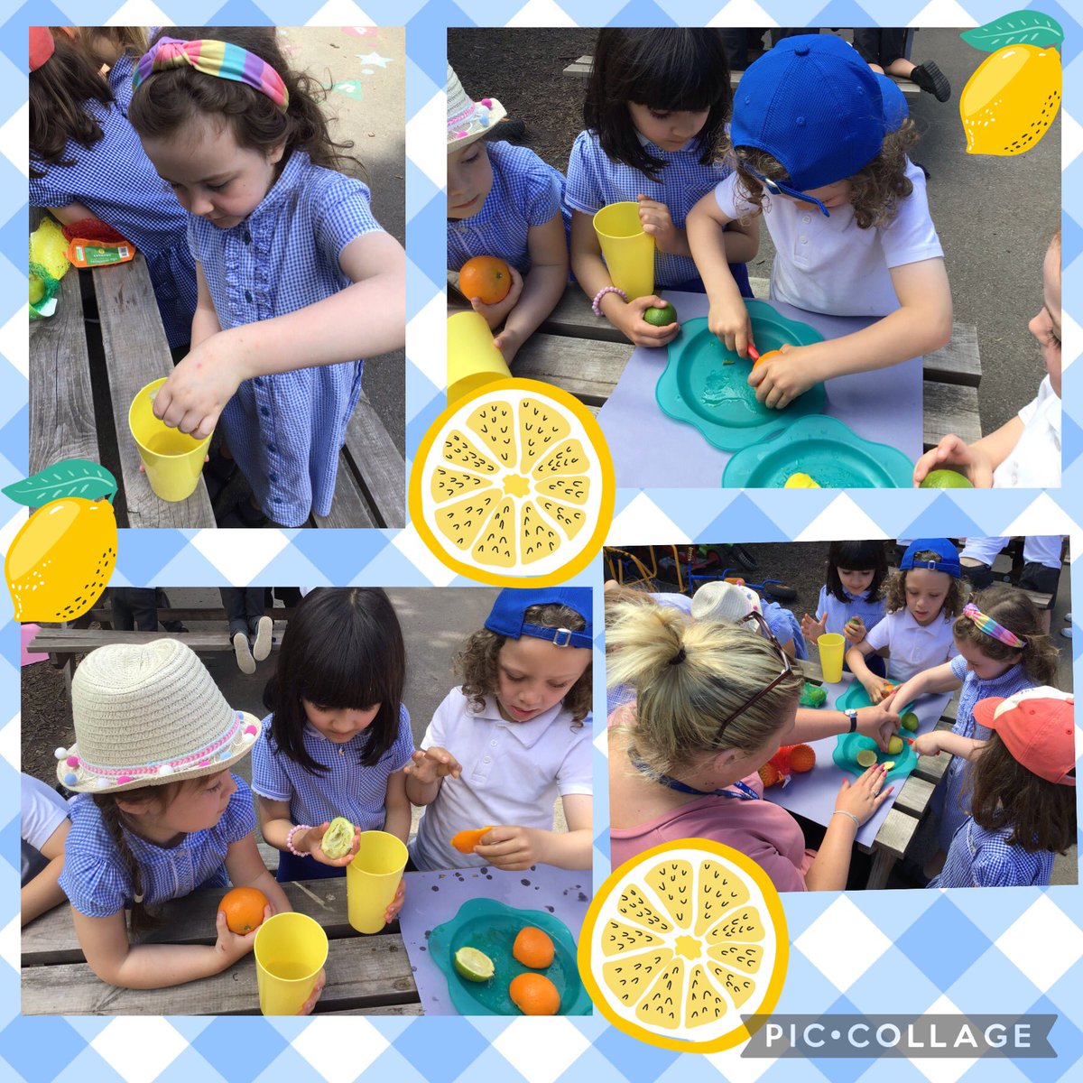 st_michaels_ham's tweet image. When life gives the Foxes lemons (and limes) they cut, squeeze, smell, float, mix, draw and explore them, extract pips to grow, and make lemonade!
@GreatSciShare #AllAboutStem #EYFSOutdoorLearning
