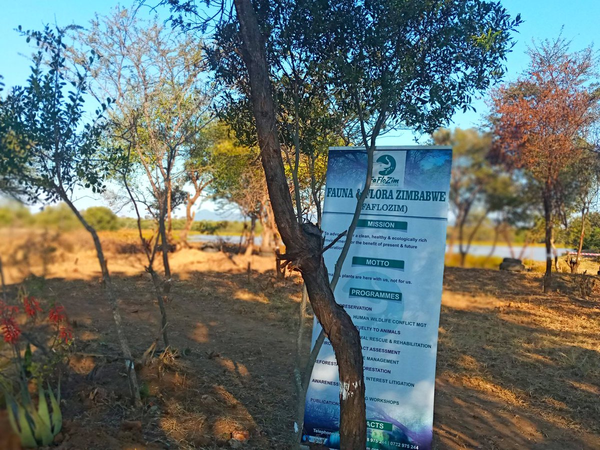 faflozim's tweet photo. Our #ConservationPark in Masvingo North 🇿🇼 is taking shape.There's a variety of indigenous Herbs, #ProtectedTrees, & some #SpeciallyProtected Plants.We are introducing exotic flora at the Park & the #Preservation of aquatic #Biodiversity is also part of our mission.
📸:@ndile_ya https://t.co/UaQLjEUi1o
