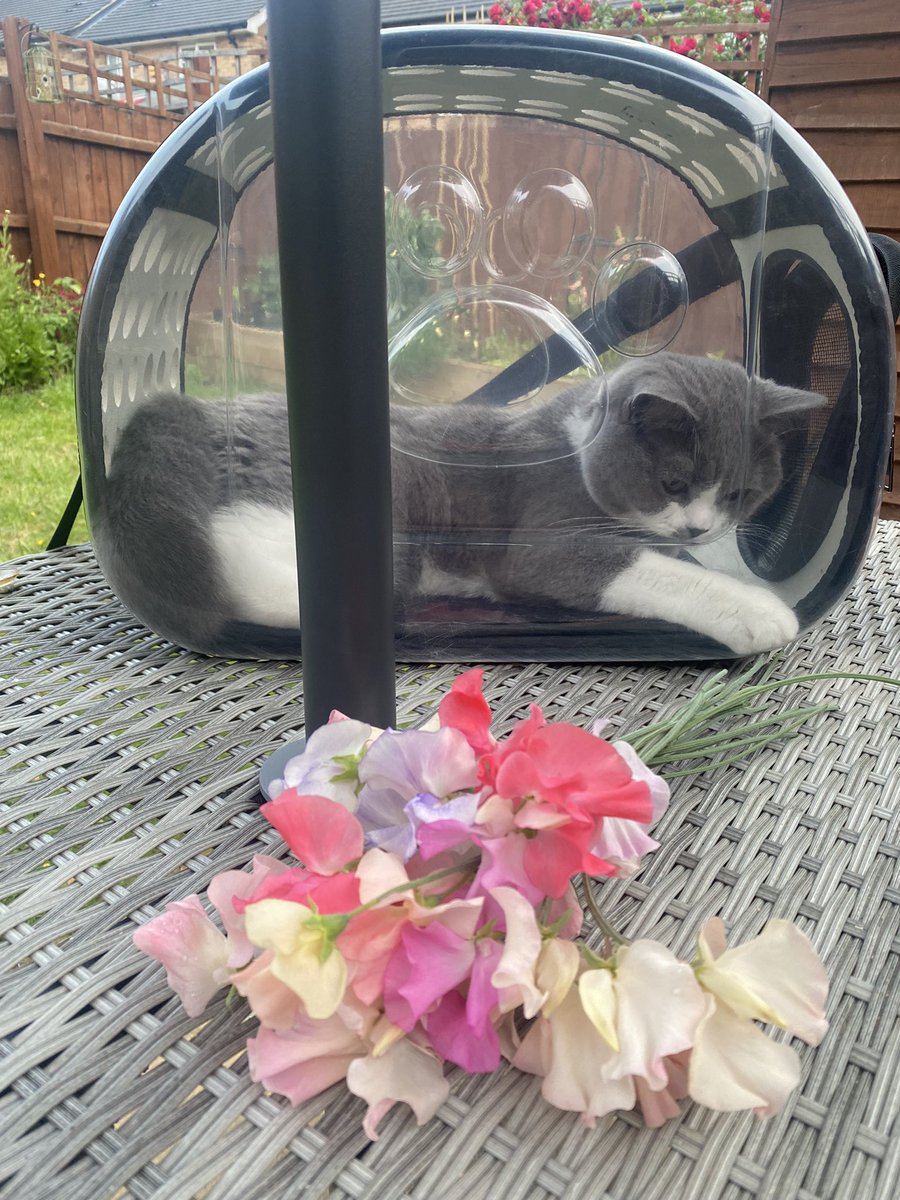 My first sweet pea harvest of the year. Sage approves 🌸