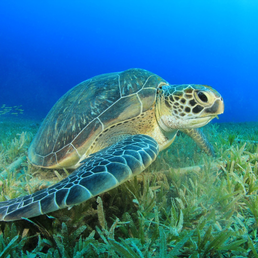 It's #WorldSeaTurtleDay Sea turtles play an important role in ocean ecosystems by maintaining healthy seagrass beds, providing key habitat for other marine life, helping to balance marine food webs and more.