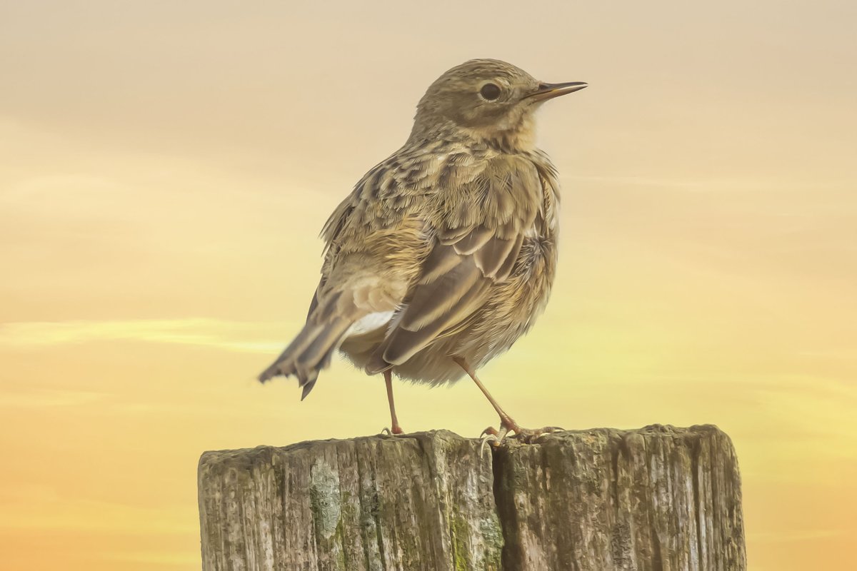 Graspieper in de polders , fijne avond !