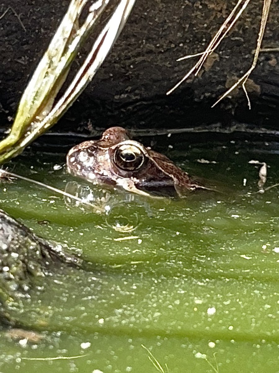 elsgracex's tweet photo. #Springwatch @ChrisGPackham @BBCSpringwatch mum watching over her babies in our little pond! https://t.co/ULwDpsb5xk