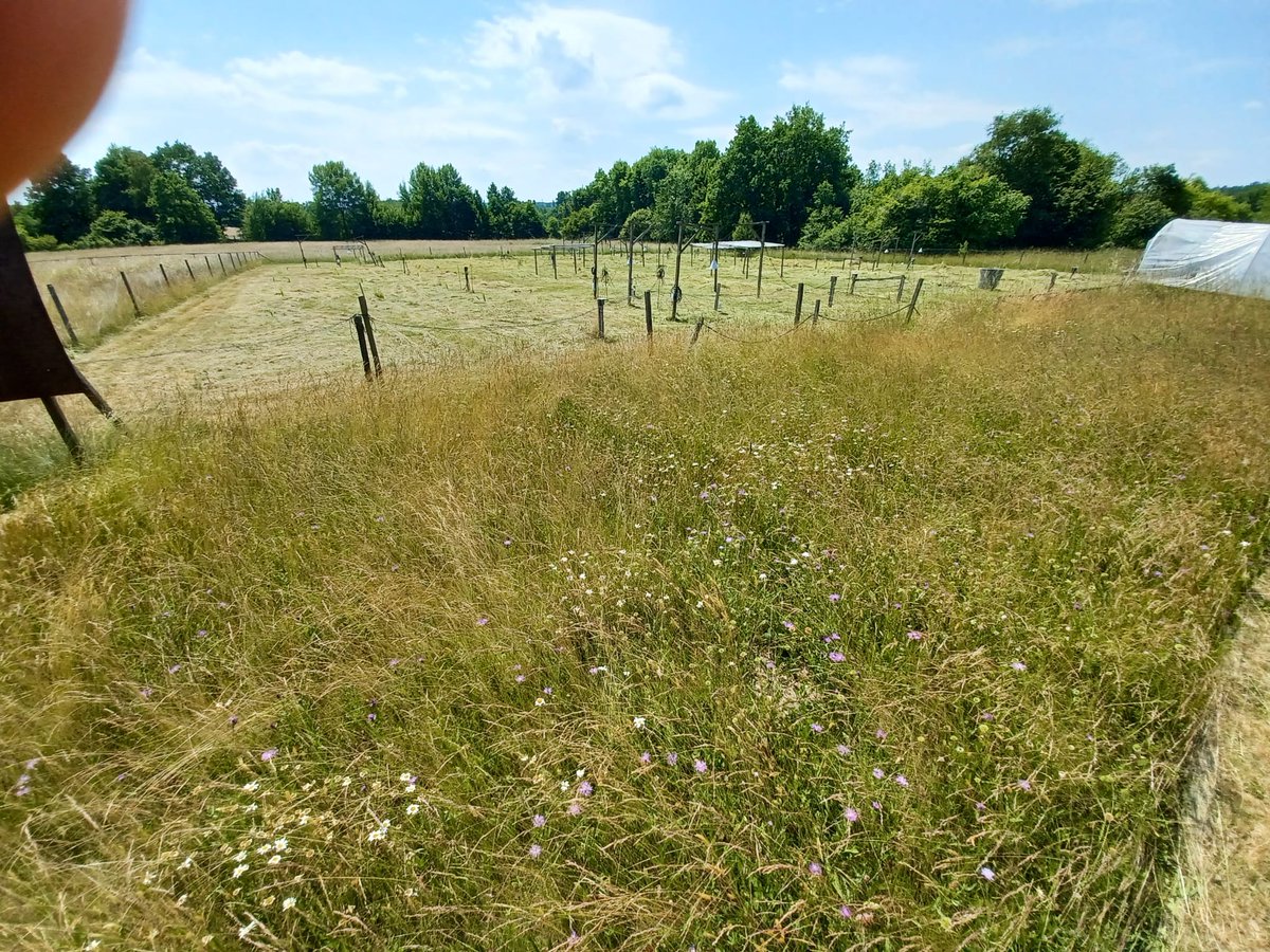 DisturbanceEco1's tweet image. Our peak harvesting was completed today. #NutNet #Event II #DroughtNet #SusAlps
Credit to all students of Exp. Ecology 2022 at GCE @ubt and international interns #Jennifer #Sara+Lab members
We celebrated #Jennifer Schug's birthday working all day harvesting,  sorting...pizza....