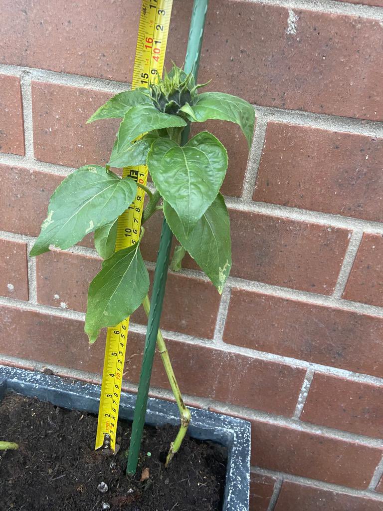 Wath_Science's tweet image. How tall is your sunflower? Mrs Boyd has been taking part in the Science Week competition and so far her sunflower is 39cm tall! Can you beat it? We look forward to seeing all the entries after the summer holidays ☀️🌻 #britishscienceweek2022 #growth @WathAcademy