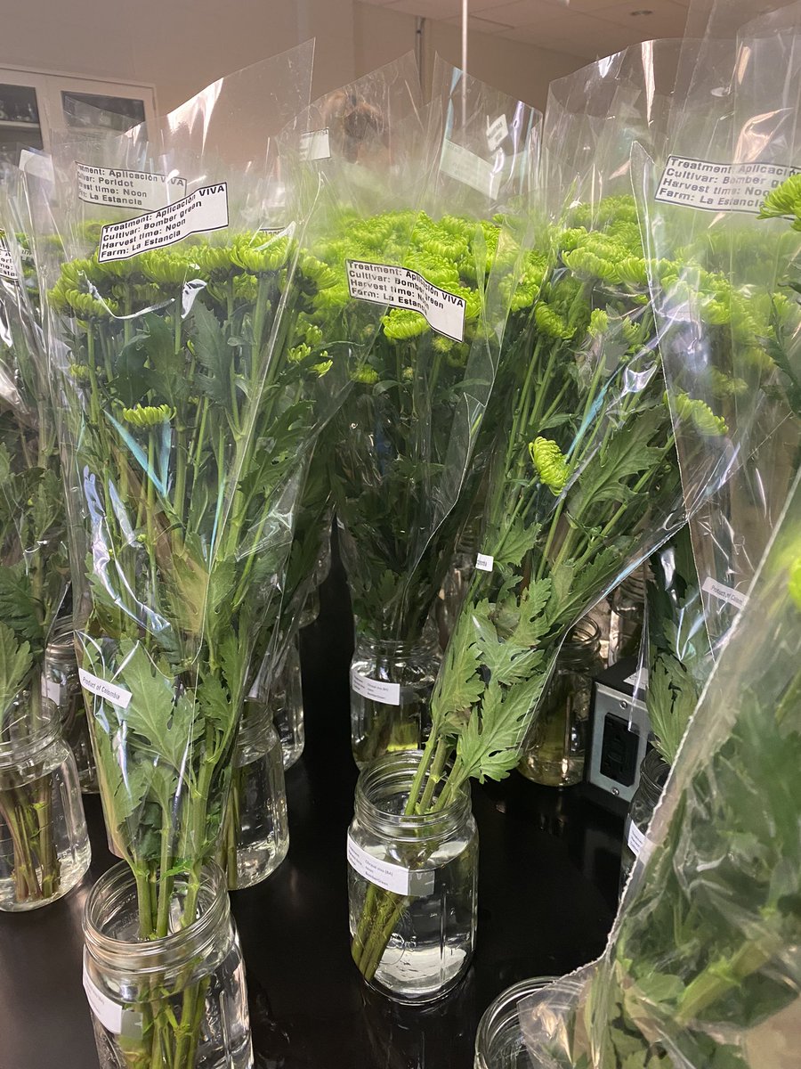 JamiePudenz's tweet photo. Day 1 of STEMit-Up4.0 in the books! We hit the ground running w/some simple concepts but really focused in on the small details of how STEM is intertwined in those simple concepts. We covered ethylene, transpiration, translocation, &amp; worldwide logistics of floriculture! @nkferand https://t.co/fW9xNywhzj