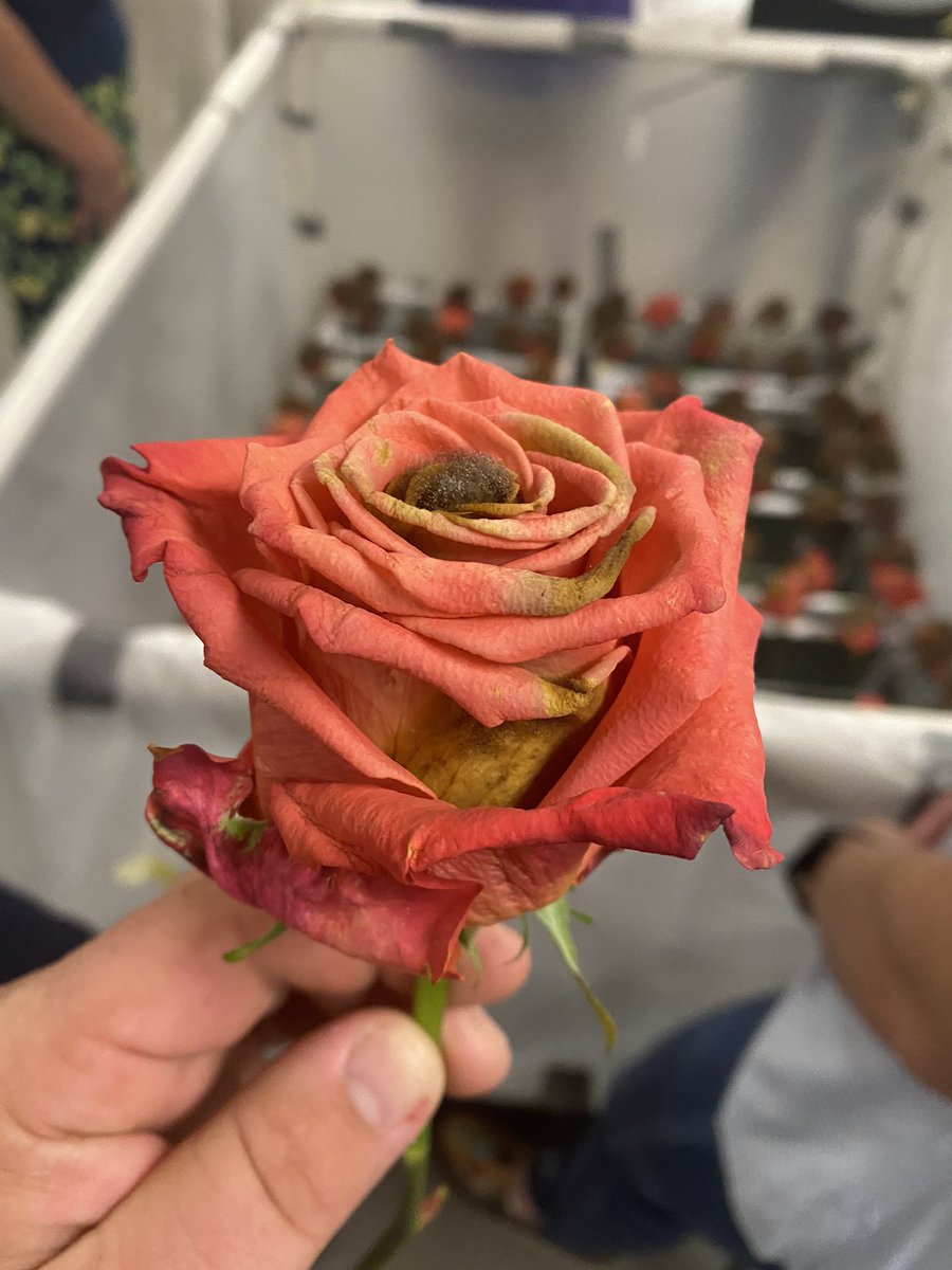 JamiePudenz's tweet photo. Day 1 of STEMit-Up4.0 in the books! We hit the ground running w/some simple concepts but really focused in on the small details of how STEM is intertwined in those simple concepts. We covered ethylene, transpiration, translocation, &amp; worldwide logistics of floriculture! @nkferand https://t.co/fW9xNywhzj