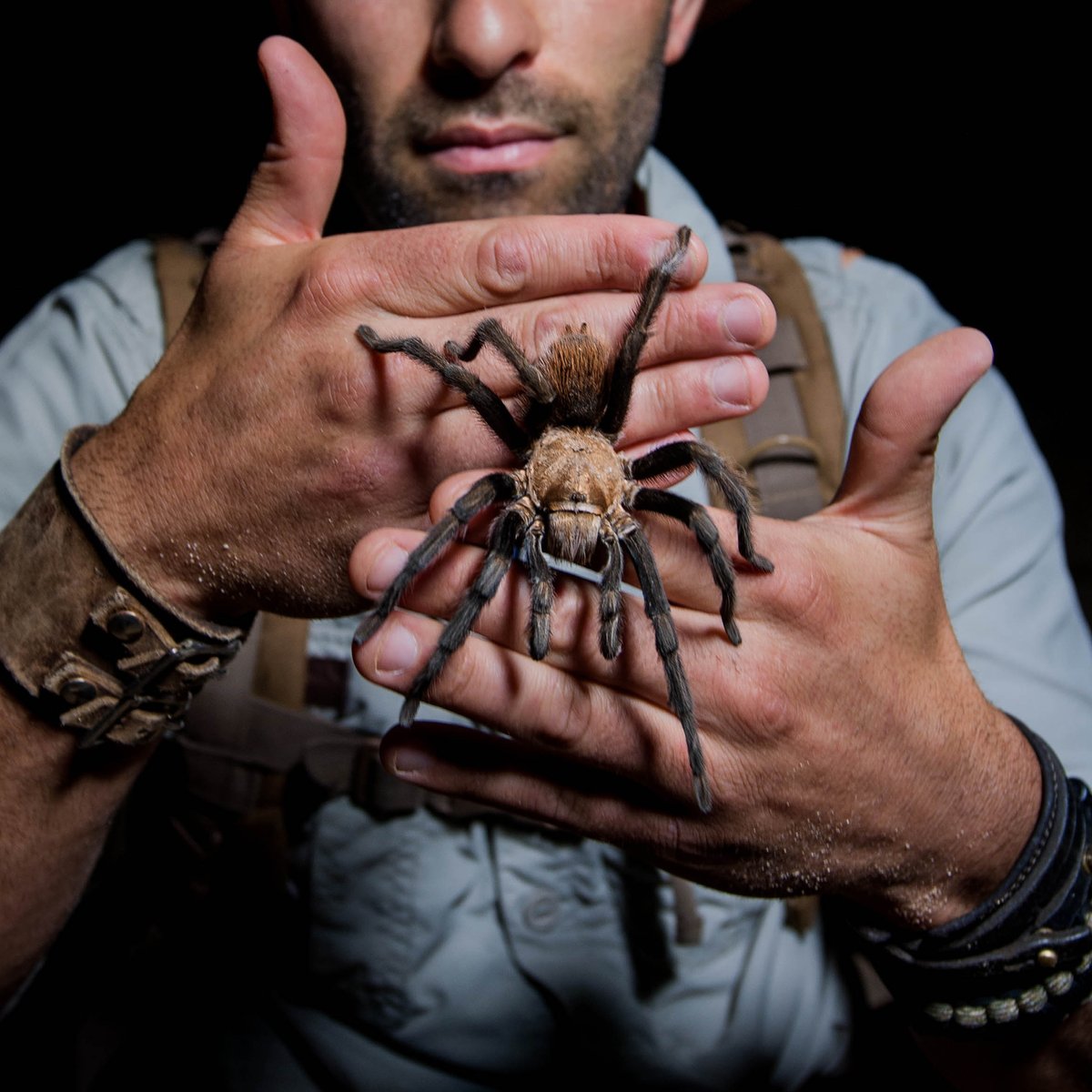 It's Animal Alphabet Thursday! 🐾 This week's letter is "D" for Desert Blonde Tarantula! 

-

#TBT #Animals #Nature #Wildlife #Photography #Coyotepeterson #Learnfromme #Education #Youtube