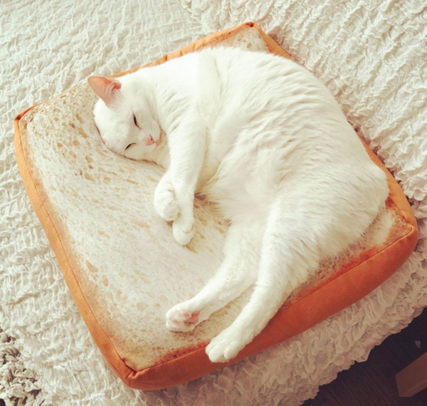 Storenvy's tweet photo. Now part of a balanced breakfast, come on over and grab a slice! https://t.co/47xqCzWr6b
#Storenvy #EditorsPick #Foreveronline #Toast #Cats https://t.co/KaT3842ZvO