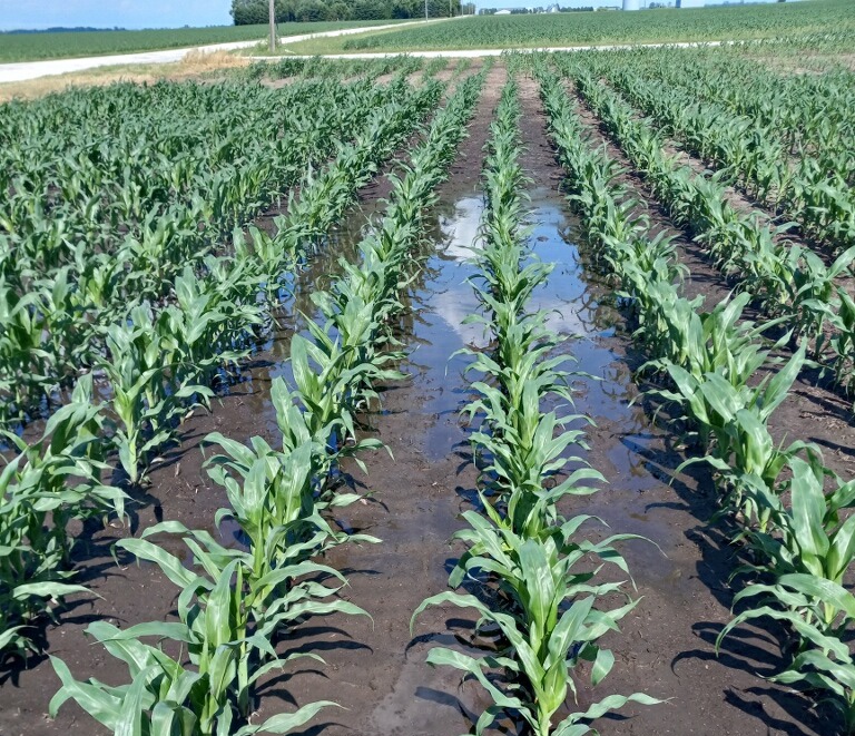 AgventureDM's tweet photo. Despite being a bit saturated, this field of AV8113Q is looking fantastic! #agventuredifference #Plant22 https://t.co/BS1GBTx5Yt