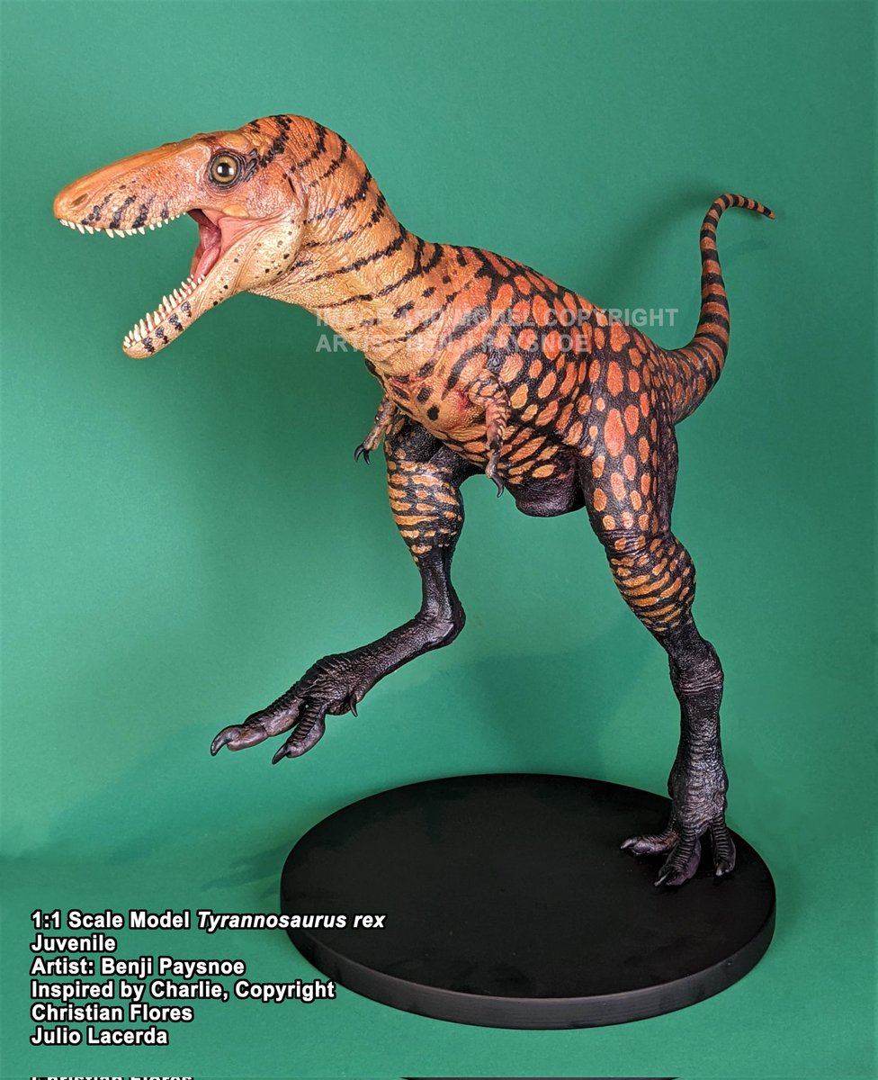 Liam Bones on Twitter "RT benjiopteryx Charlie, the baby T. rex, is