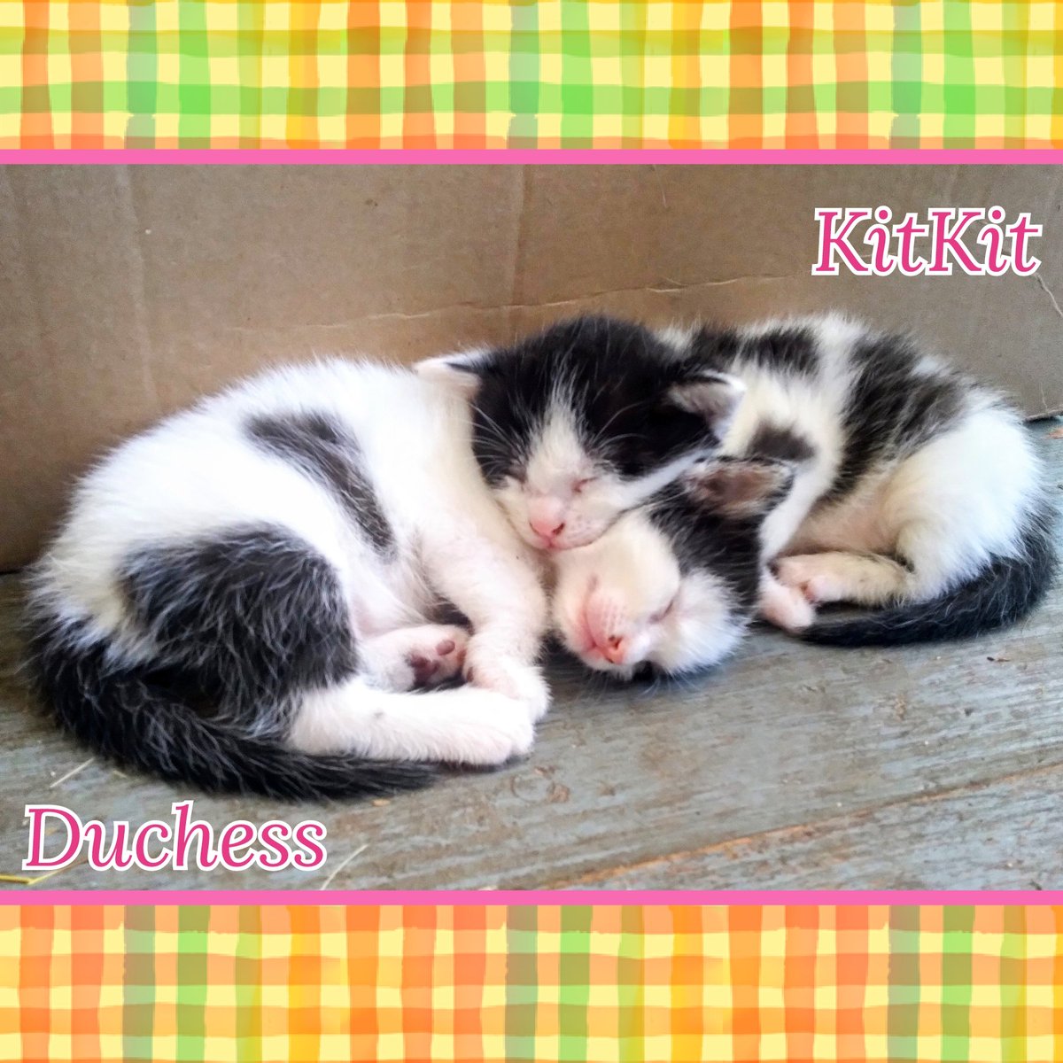 tigerlillyloki's tweet photo. I FINALLY got to spend some quality time with Miss Kitty &amp; her babies! Here's KitKit, Papoose, Duchess &amp; Pongo! #CatsOfTwitter #kittensoftwitter #kittens #rescuedismyfavoritebreed #tuxedocat #dalmationkittens #adorableanimals #threeweeksold #perfection https://t.co/NMhK2oeXoQ