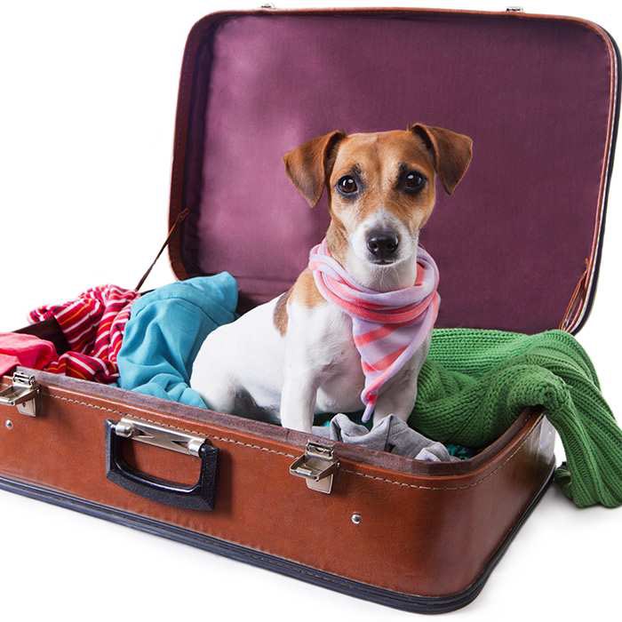 MPetConnect's tweet photo. Off to Los Angeles on Wednesday ✈️✈️✈️✈️
Looking forward to meeting the gorgeous dog I’ll be bringing back for a customer 🐶🐶🐶🐶🐶
https://t.co/nJq3x69SQ2
#michellespetconnect #petravel #love https://t.co/VwXciC9TZd