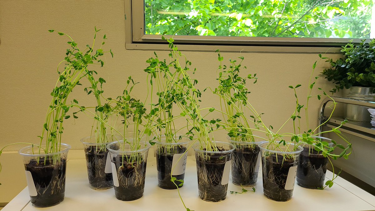 Finishing our last science unit of grade 3 by growing plants! All of 3W loves to watch their plants grow and see the life cycle in action.