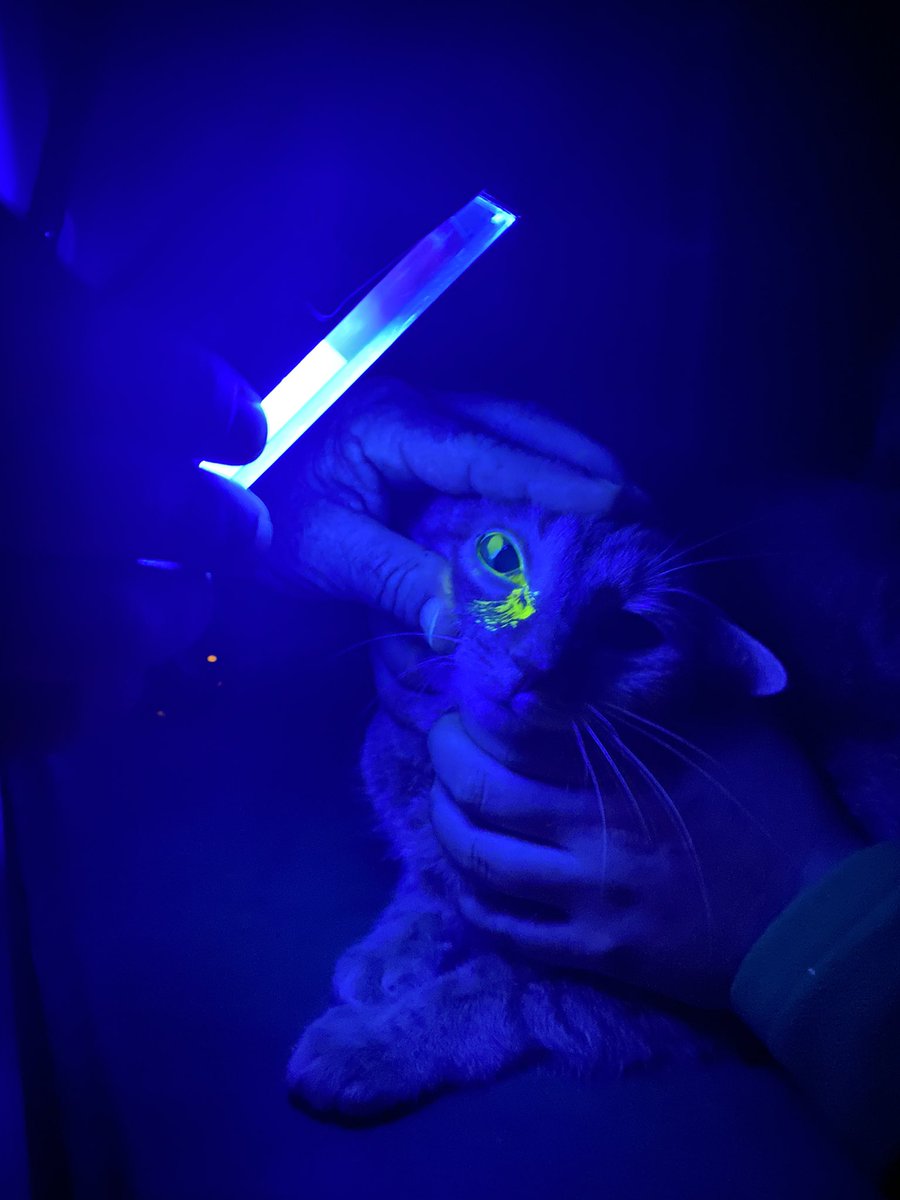AmberPriester2's tweet photo. I guess this qualifies more as #VetMedTwitter - my sweet cat Pixel has a chemical burn on her cornea 😢 https://t.co/SAvuSw9wCu