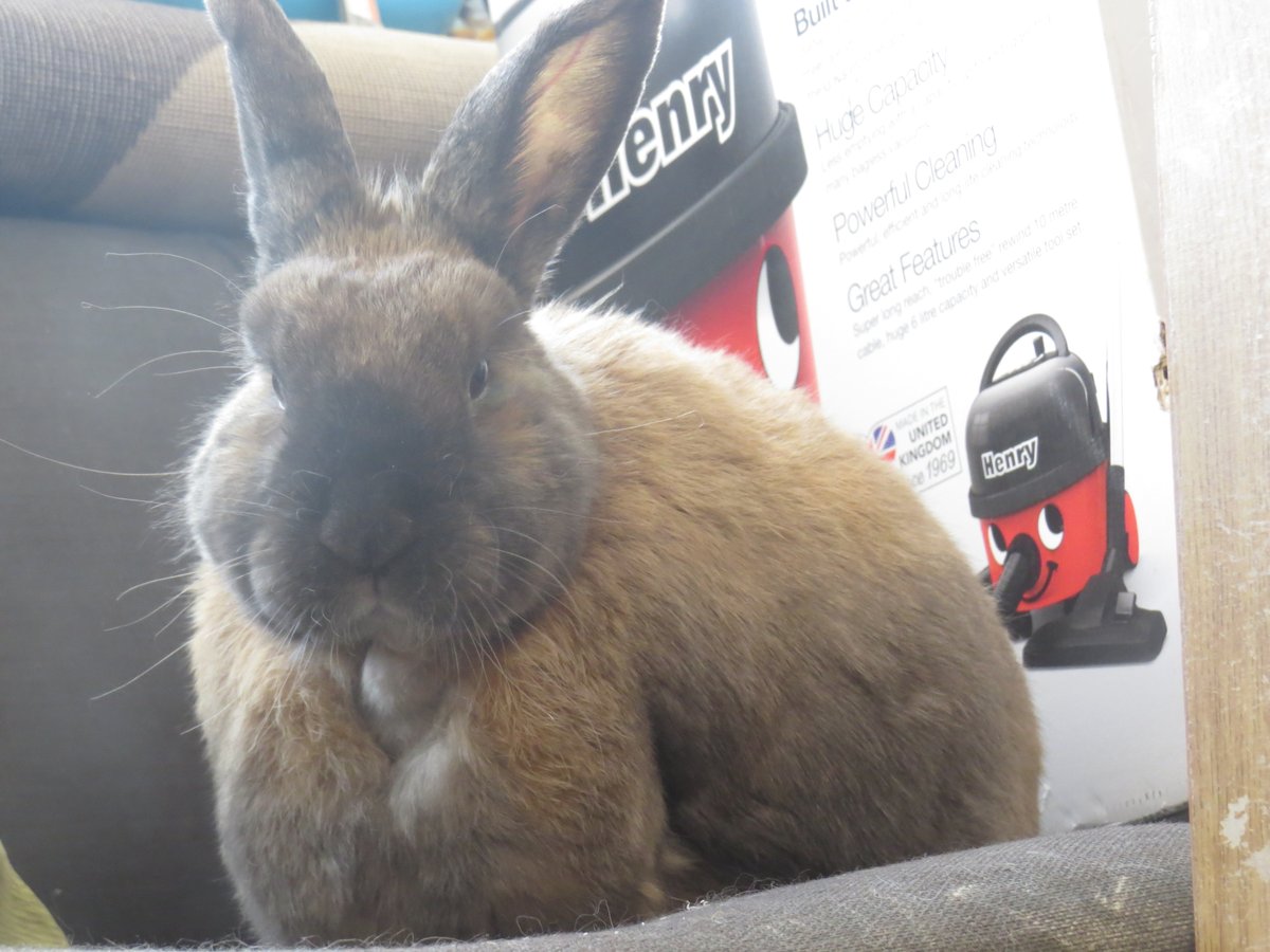 JackDRabbit2's tweet image. Furends, I may have a bit of a bladder infection and hooms will be taking me to a vet in de next couple of days.
I haz been straining to wee and hoom slaves are concerned
I may not be on here for a couple of days until normal service will be back to normal.
Me luvs yoo all xxx
