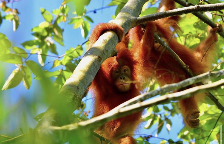 OrangsDaily's tweet photo. Asto and Asih exploring the trees at jungle school 

📸TheOrangutanProject https://t.co/JI1yP5DKxZ