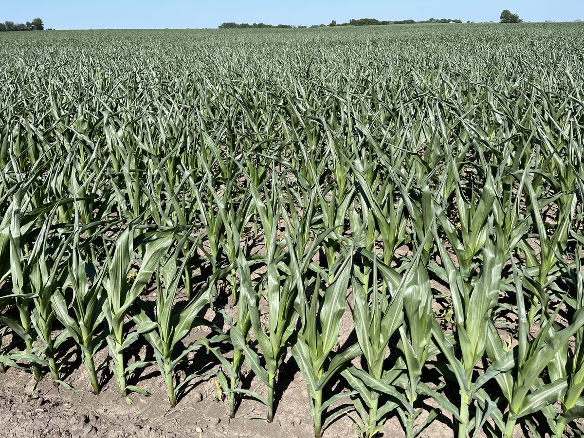 Scott Irwin tweet media