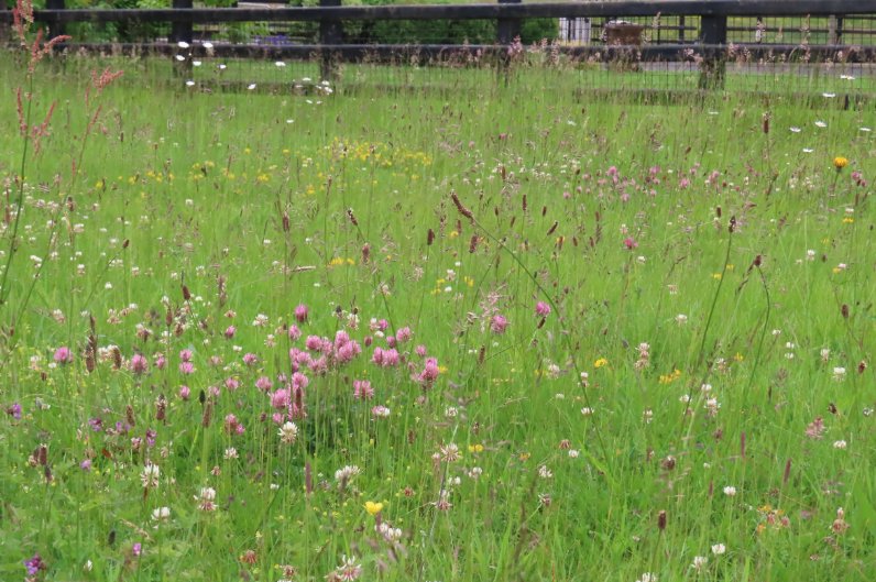 donnarainey4's tweet photo. This roadside verge used to be mowed weekly by a local resident. He now cuts it only a couple of times over summer &amp; it looks amazing. #dontmow https://t.co/m6E82a6IoE