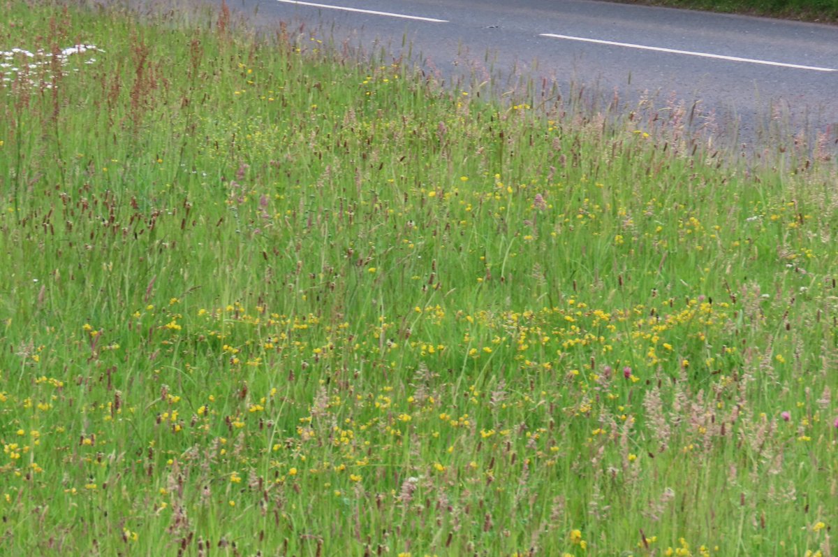 donnarainey4's tweet photo. This roadside verge used to be mowed weekly by a local resident. He now cuts it only a couple of times over summer &amp; it looks amazing. #dontmow https://t.co/m6E82a6IoE
