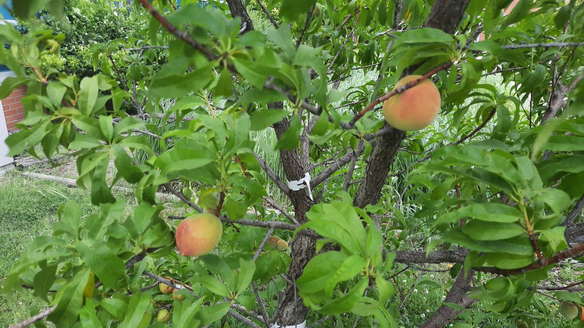 The Campus Garden is coming along  nicely! The butterfly bushes and the plot of natural prairie grass are growing well. The peach tree is even producing fruit this year. The Environmental Club plans to add additional native plants along with fruits and vegetables next school year