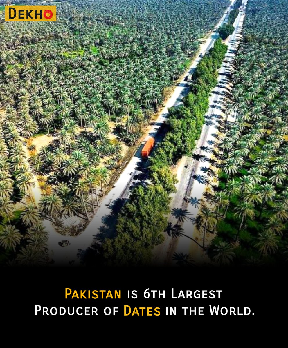 Pakistan is the sixth largest producer of dates in the world.

#Dekho #DekhoPakistan #Pakistan #PakistaniDates #Khairpur #dates