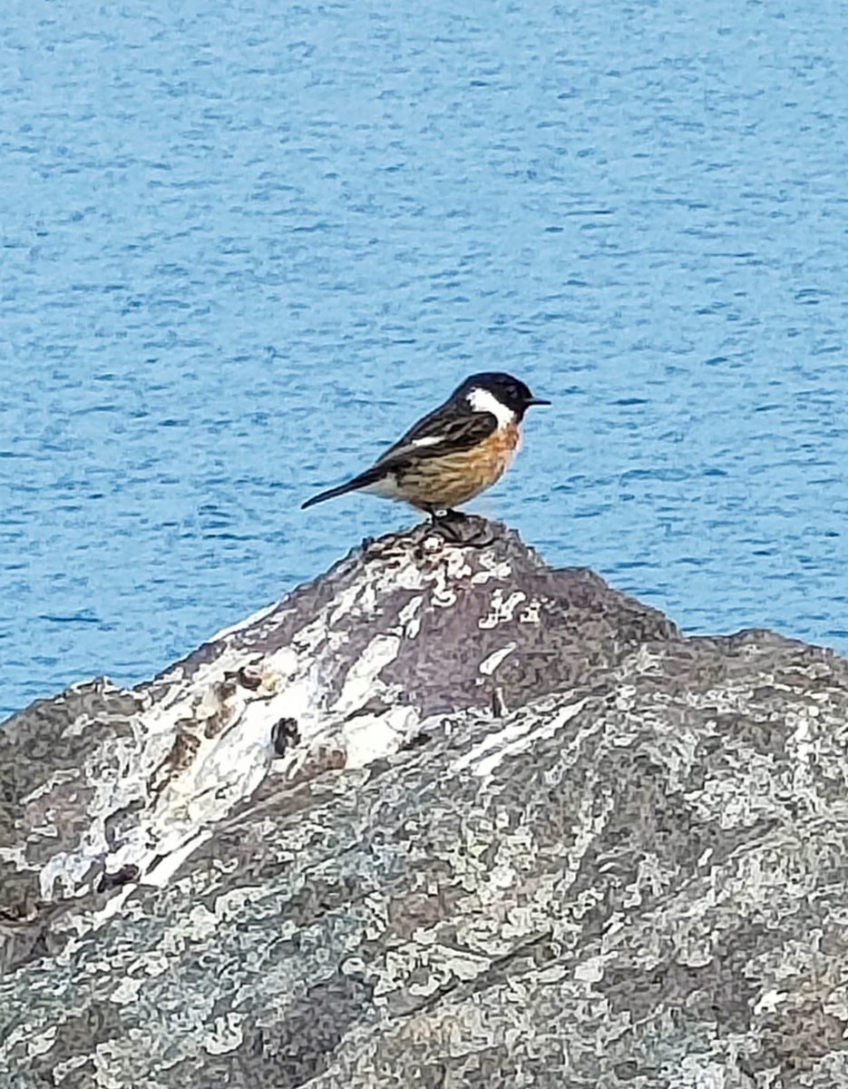Mr Barraclough has been in Looe, where he spotted this beautiful Stonechat. Day 16 #30DaysWild #birdwatching 

Find out more at rspb.org.uk/birds-and-wild… <a href="/Natures_Voice/">RSPB</a> 
<a href="/StokeDamerelCC/">StokeDamerelCC</a> <a href="/GreenshawTrust/">Greenshaw Learning Trust</a>