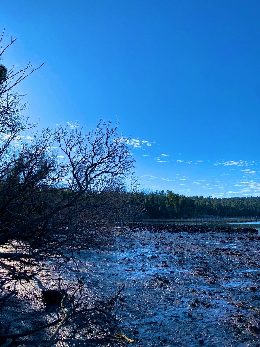 Mention drones + mangroves and I’m there! Had a fun day helping out in the field this week for an honours project - bushfire impacts on mangroves 🔥🌳🦪@jeffkelleway @EmmaAsbridge