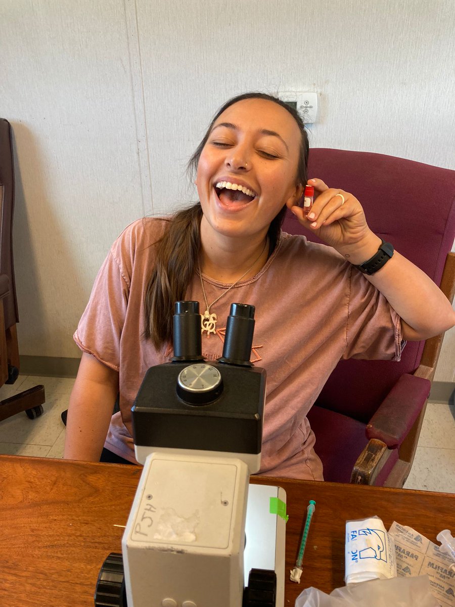 ufpjhansen's tweet image. Last group of OPU oocytes for the dissertation research of  @LHaimon. Now all we have to do is wait 7 days for development, 9 months for gestation and 7 months more for weaning data and the experiment will be complete.