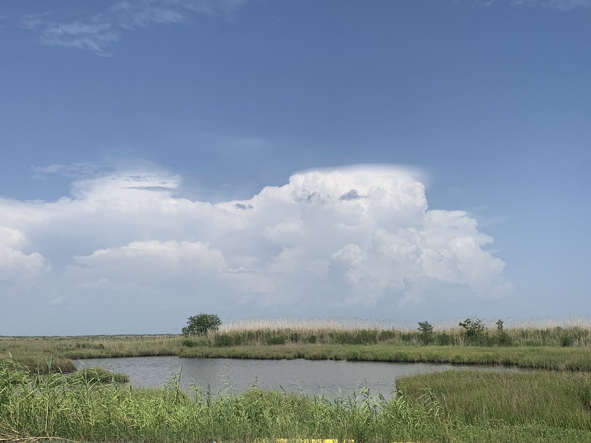 Laura Shedd tweet media