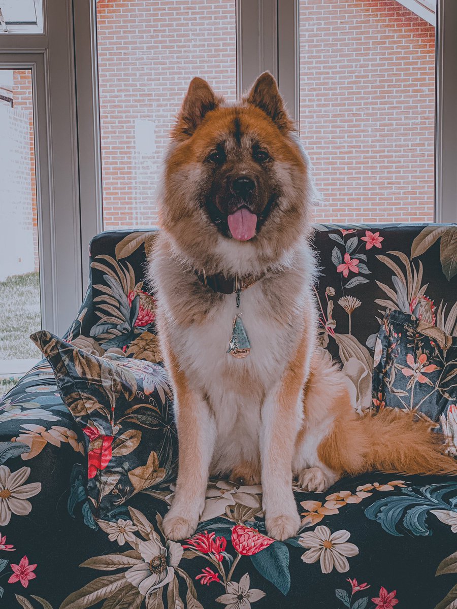 This is my sofa now 👑 I’m King of the Jungle 🌲 

#king #JungleBoy #akitas #doggy