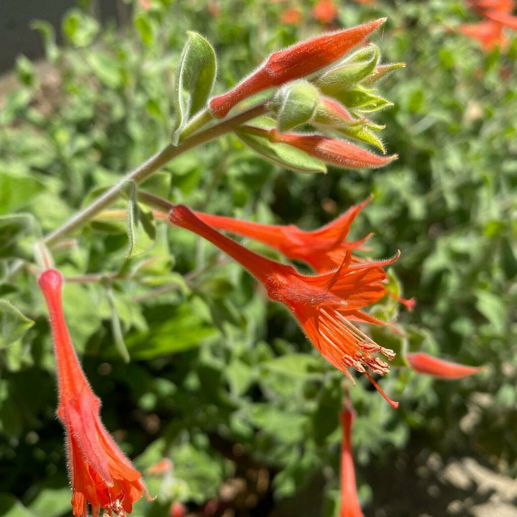 _PlantRight's tweet photo. Eye catching Epilobium canum is a coral #canative beauty that attracts #hummingbirds It is also considered a #lowwaterplant perfect for sunny #lowwatergardens ! 

#plantright #california #californiaplants #lowwaterlandscaping #lowwaterlandscape #lowwater… https://t.co/qTWEewE1BL https://t.co/8rz3MEUpxb