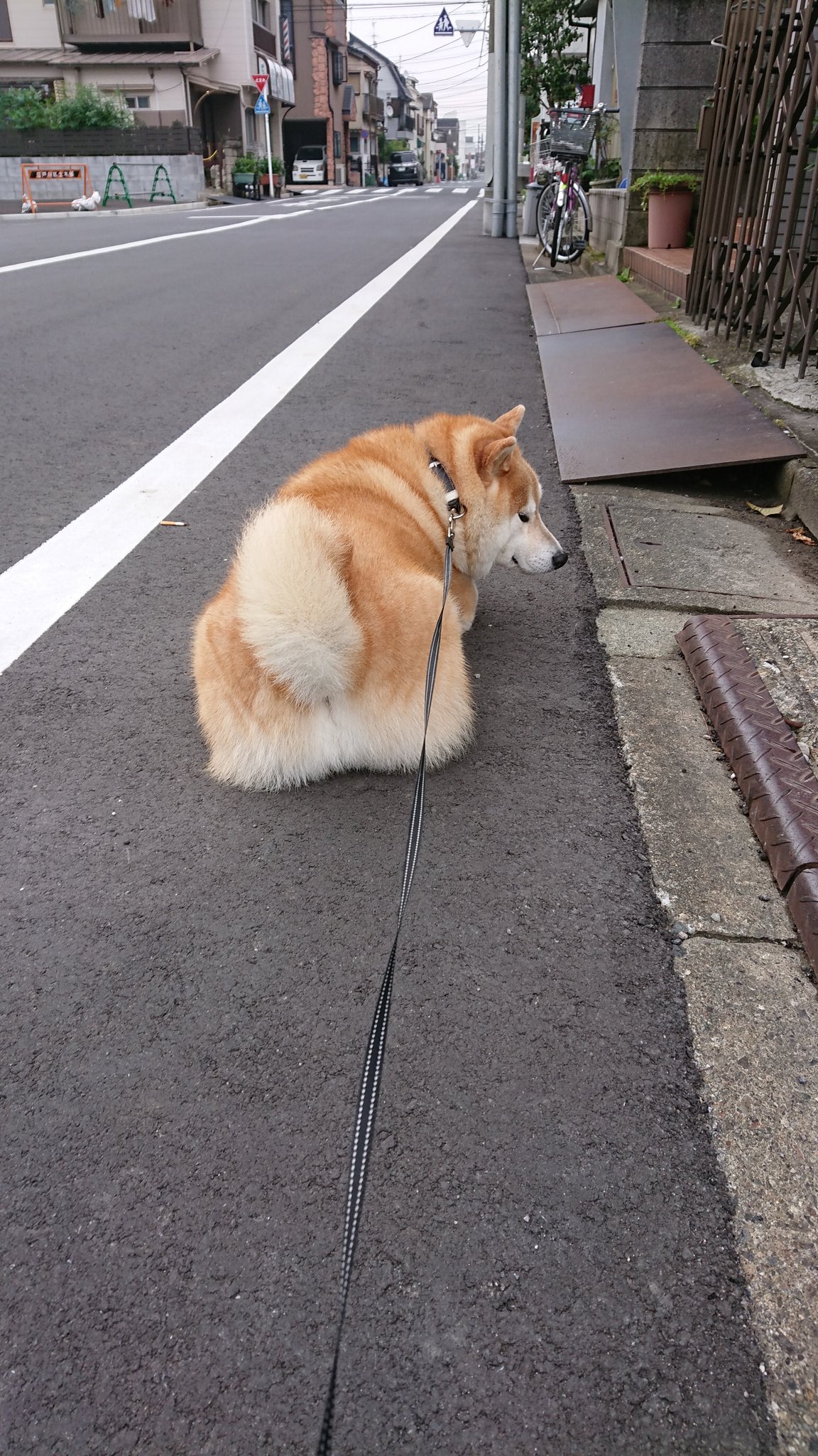 マジメに散歩しない柴犬 にほっこり 四角いおしりで イヤです なぜ おしりが魅力的すぎる サボリィヌ まいどなニュース