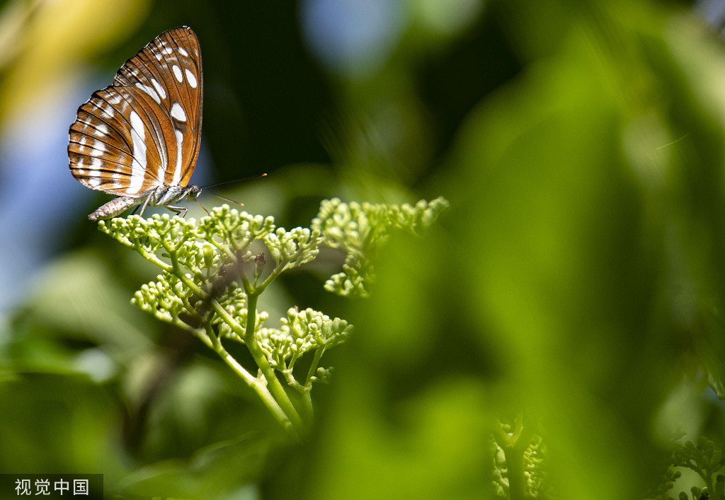 China Daily on Twitter: “#ChinaCanvas Delicate butterflies flutter over