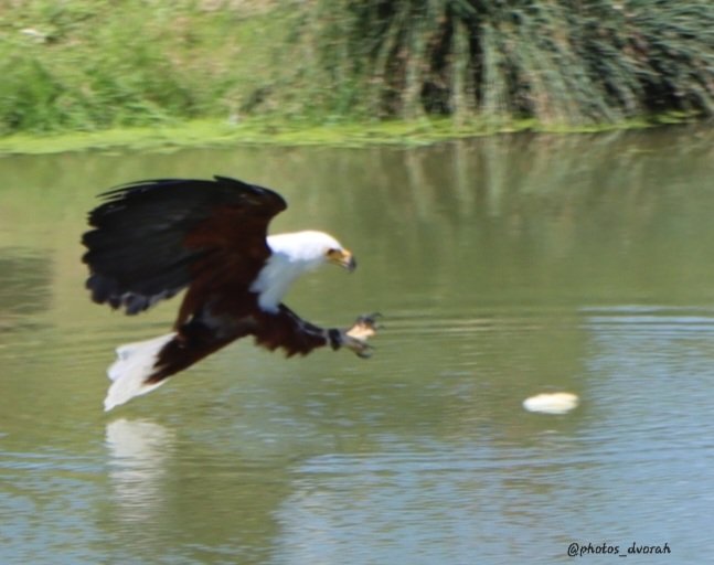 dvorahfr's tweet photo. #CarlBovisComp
Favorite bird:  bald eagle https://t.co/ssV6Sl5CIE