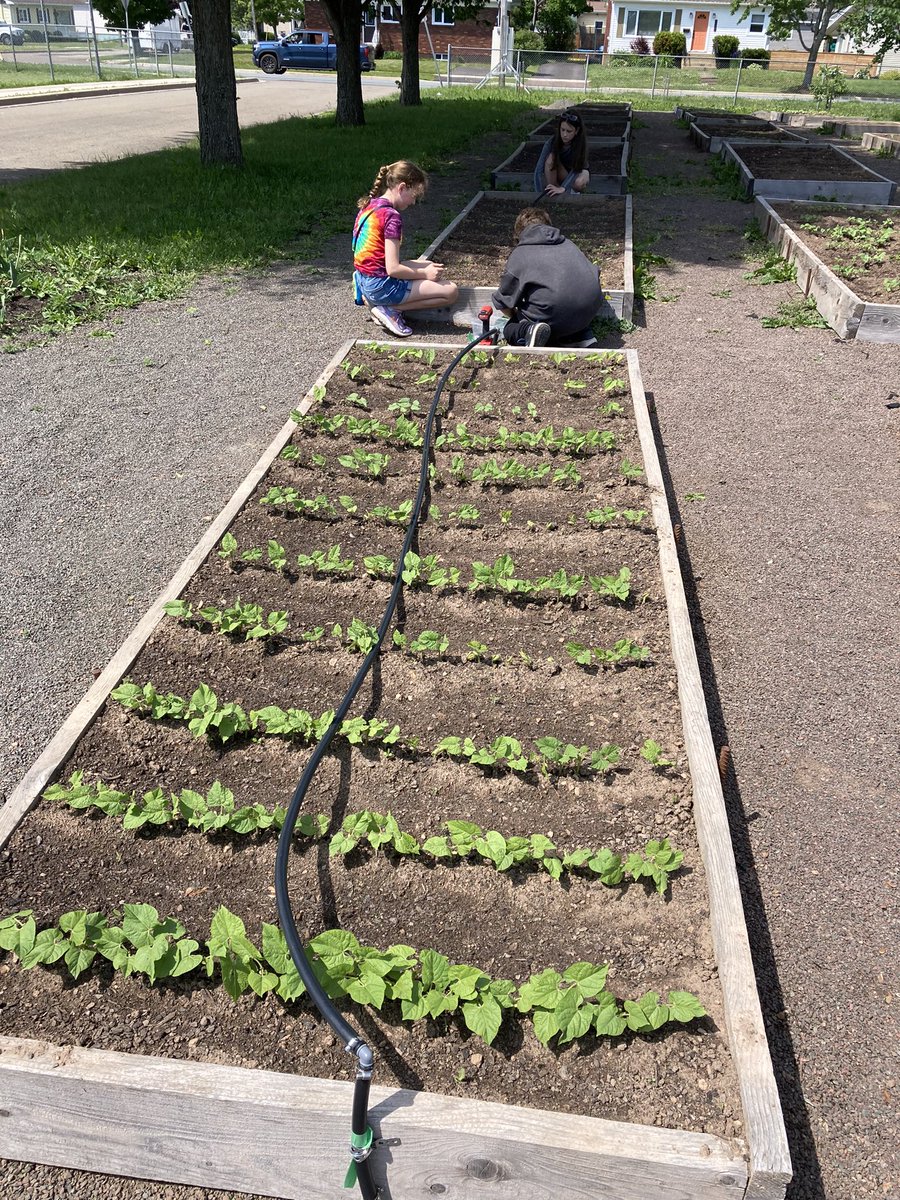 NickMattatall's tweet photo. Designing, building and installing our battery operated irrigation system in our garden. Great job 6 Frizzell! @AnglophoneEast https://t.co/JQgu1fbKii