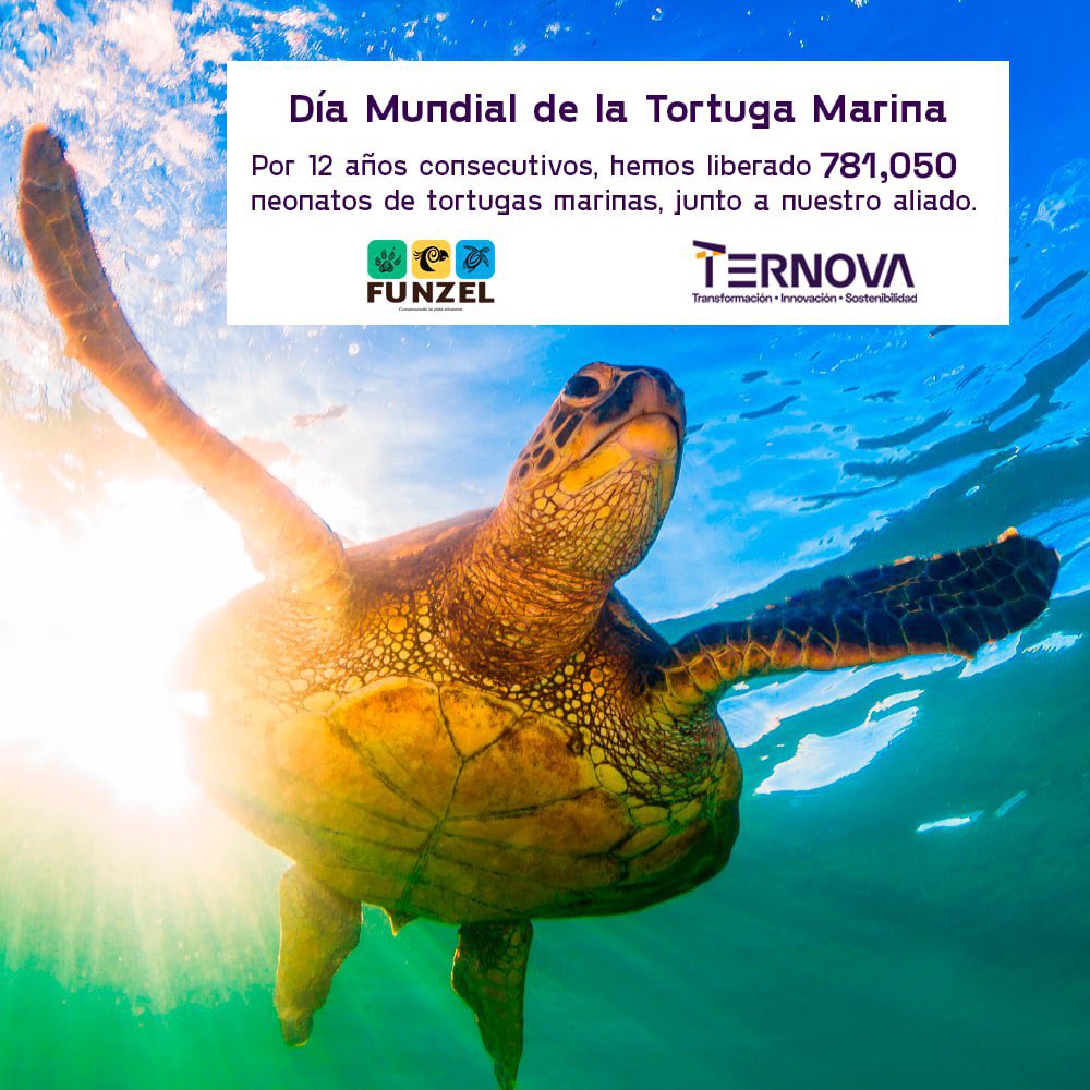Sabemos que a través de la construcción de alianzas tenemos el poder de transformar el mundo. 
Por 12° año consecutivo, junto a <a href="/funzelsv/">FUNZEL SV</a>, seguimos fortaleciendo el programa de Conservación de Tortugas Marinas con la liberación de neonatos en las playas de El Salvador.