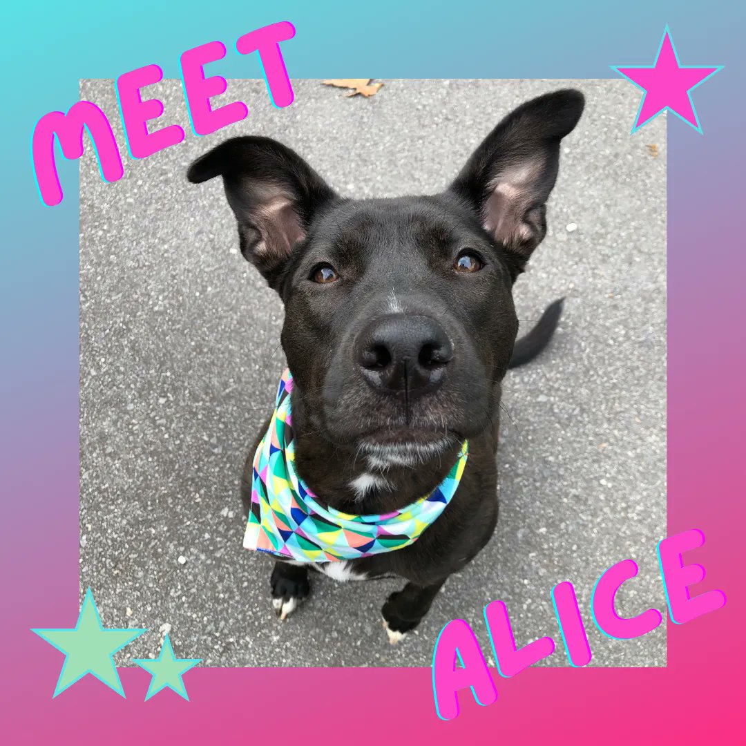 care4animals's tweet photo. Please do Alice a favor and share this post. Poor thing has been in either a shelter or a foster home for her entire life.
Apply to adopt Alice on https://t.co/LoyIVlATpT, and don't forget you can meet her in person at our headquarters, this Saturday from 11-2. https://t.co/qP1furqoE1