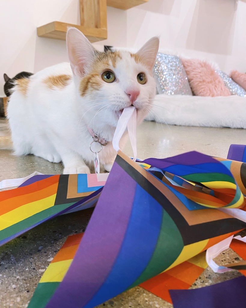 At Crumbs &amp; Whiskers, we’re celebrating Pride in style! We’ve got tees, totes, and more that let you show your love of Pride and cats. 100% of the proceeds will go to The Trevor Project.

Use the links in our bio to book your next visit or check out our store.