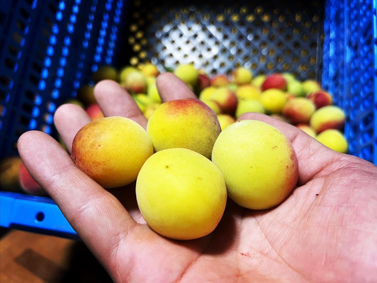 様々な雲が移ろう #夜明け
#空模様 って人の心なのかなぁ

【幸せだなぁ☺️】
フッと一息付く時の優しい甘みは
心と体に沁み渡るんですよね！
そんな農産物を届けられるよう、
今日もやったります😏

#おはよう
#みなさま
#よい一日を

#健康食
#自然栽培野菜
#美味い
#ありがとう
#がんばれ