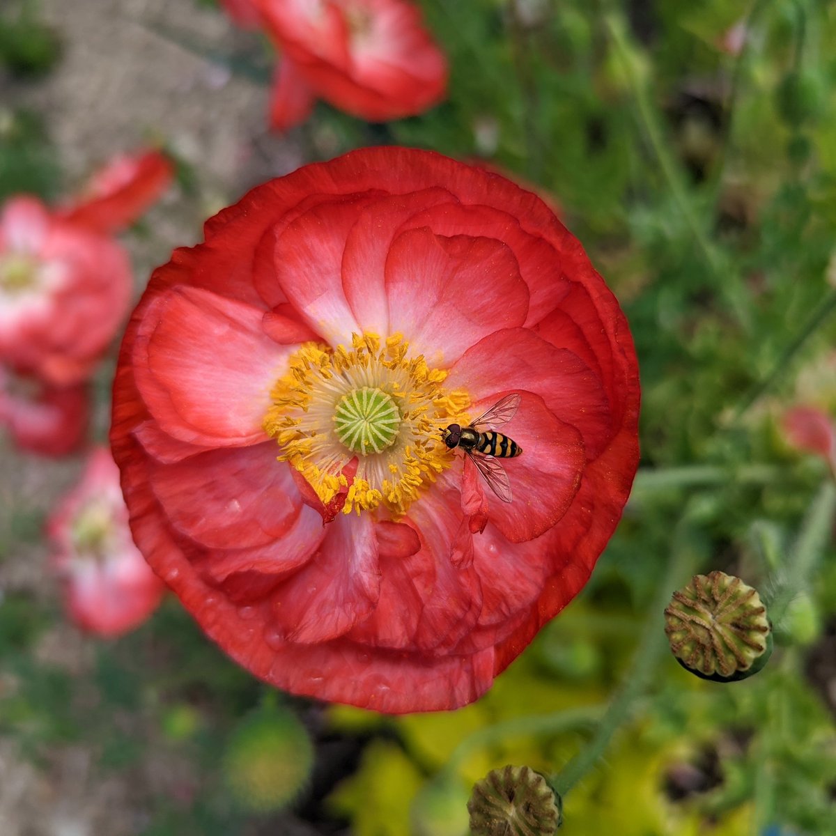 Seems I'm not the only one who delights in the poppies around here.