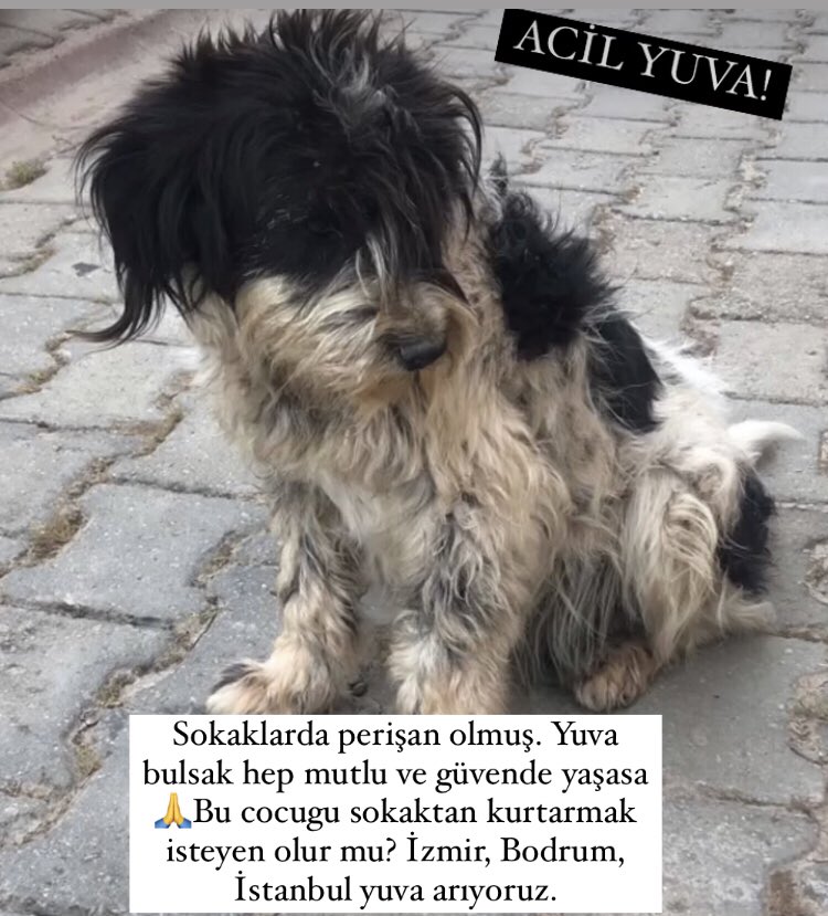 Cins köpek soranlar buyrun. Sokaklarda perişan olmuş bir terrier. Yuva ilanı açtım. Kimse sormuyor ama. Bu cocugu sokaktan kurtarmak isteyen olur mu? Acil yuva lazım. İzmir, Bodrum, İstanbul yuva arıyoruz.